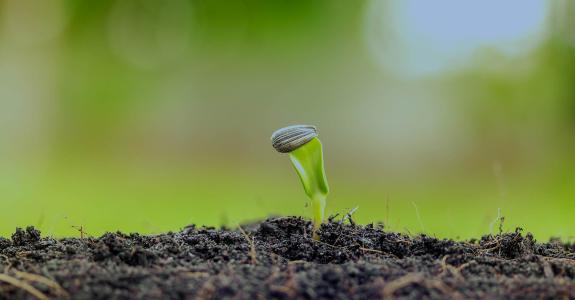 Agriculture farm with Plant seed growing concept