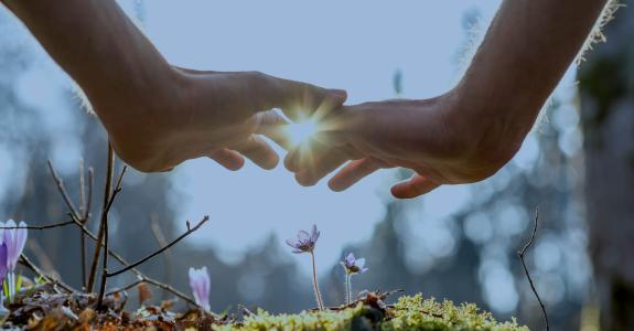 Close up Bare Hand of a Man Covering Small Flowers at the Garden with Sunlight Between Fingers
